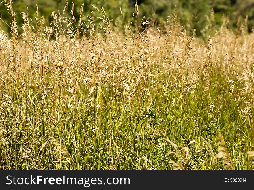 A field of wild grass, waving in the breeze. A field of wild grass, waving in the breeze.