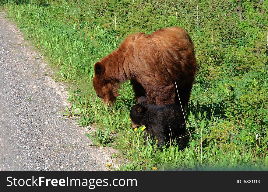 A female bear and a baby bear are eating plants along a local road in waterton national park, alberta, canada. A female bear and a baby bear are eating plants along a local road in waterton national park, alberta, canada