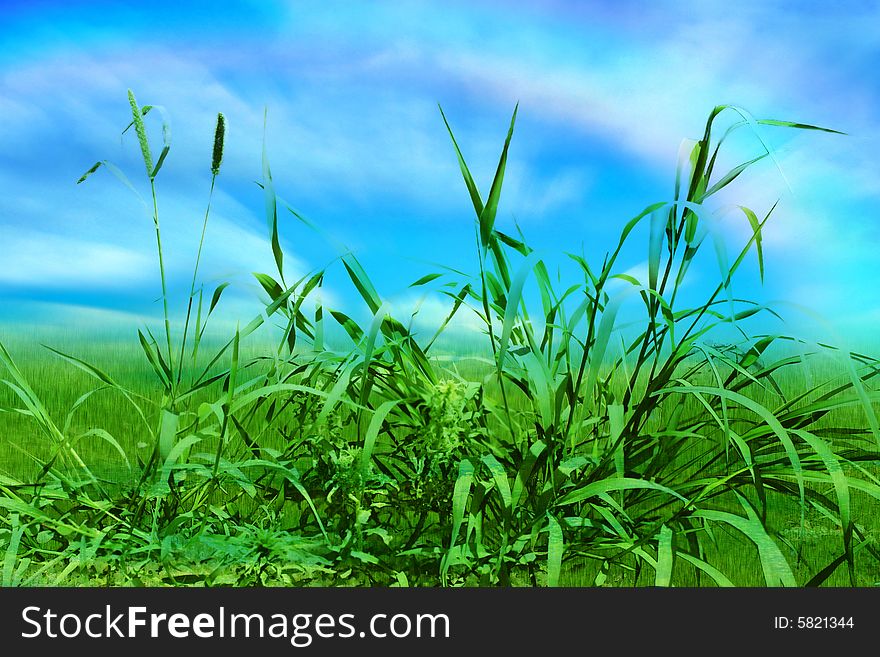 Beautiful green herb on background blue sky and cloud. Beautiful green herb on background blue sky and cloud