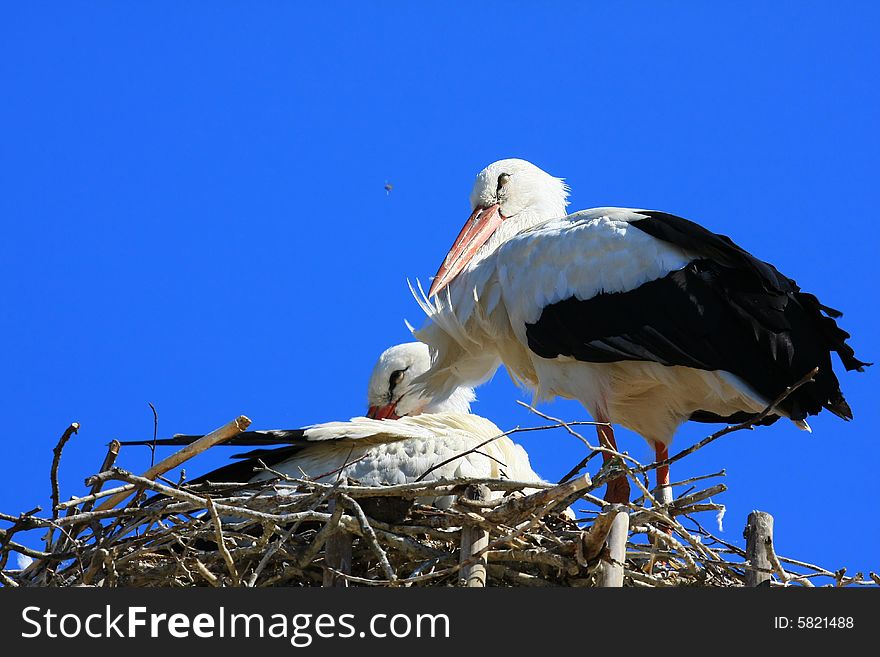 A stork searching for frog