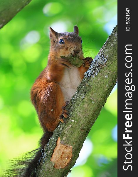 A red squirrel in a tree