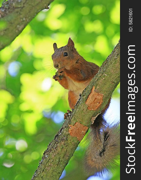 A red squirrel in a tree