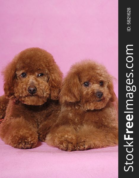 Two lovely Toy Poodle thinking. Two lovely Toy Poodle thinking.