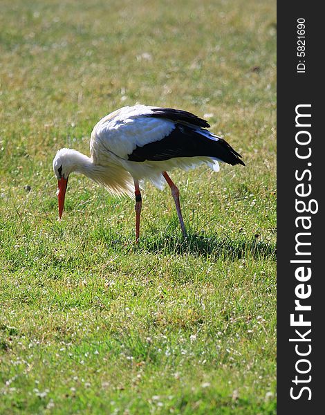 A stork searching for food