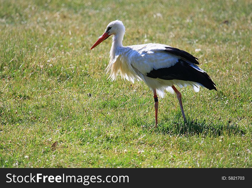 A stork searching for food