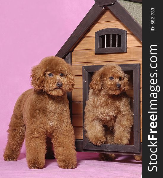 Two lovely Toy Poodle thinking at home. Two lovely Toy Poodle thinking at home.