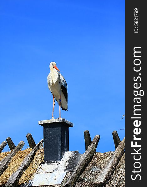 A stork standing on a roof