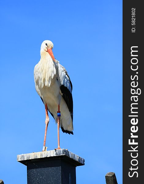 A stork perched on a roof