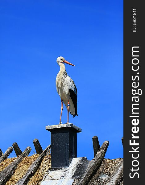 A stork perched on a roof