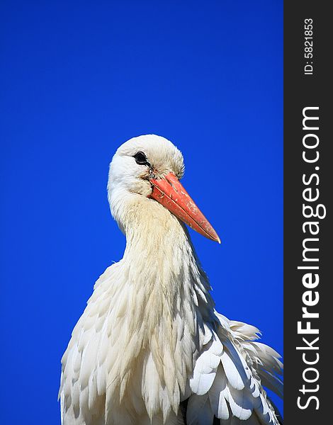 A stork against blue background