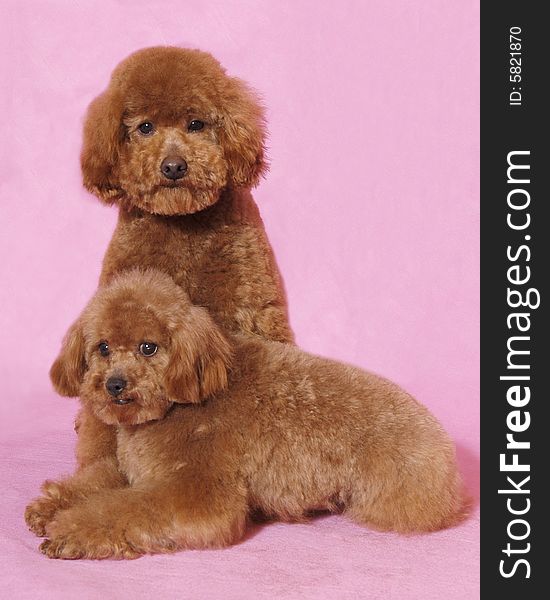 Two Toy Poodles&teddy Bear