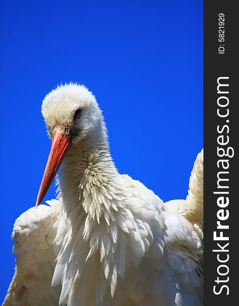 A stork on a blue background