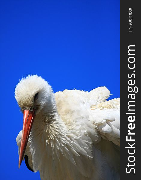 A stork searching for frog