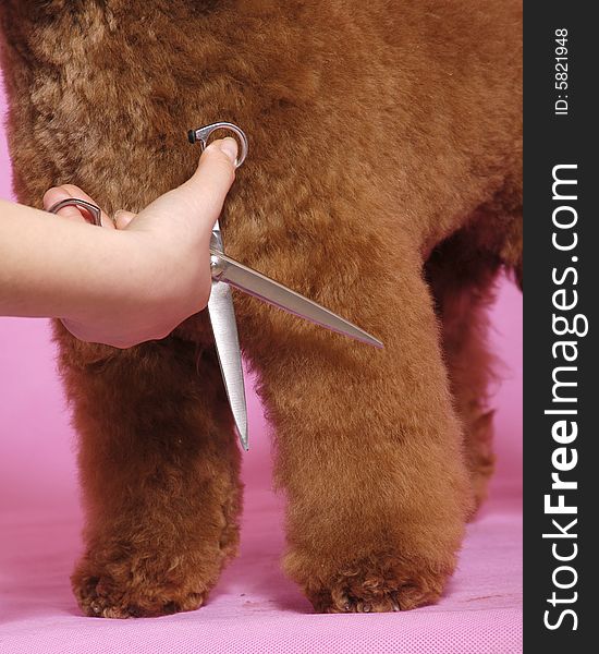 Poodle Cosmetologystep the brown improves looks the lovable pink color mischievous clever black thousand changes beautiful woman the quiff Before front warm dear ones scissors straight snips foreleg foot department, qu trim