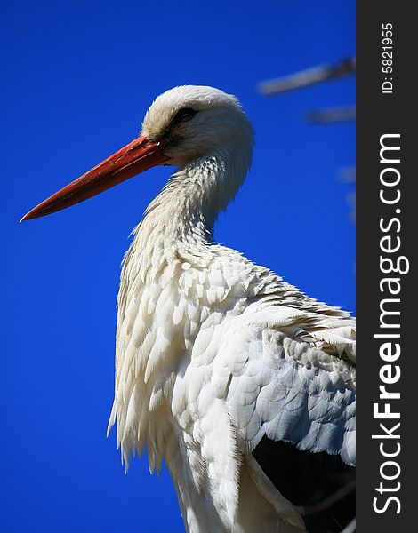 A stork in profile