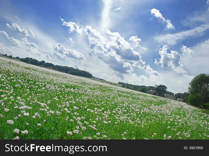 Poppy field and blu sky in the nature