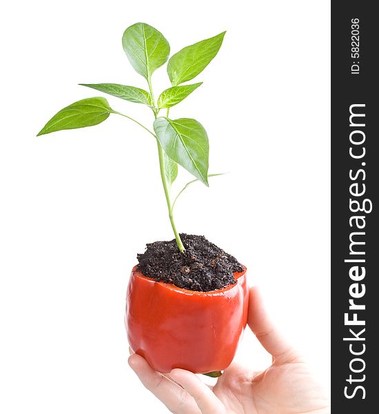 Transplant of a tree in a pot from fresh pepper