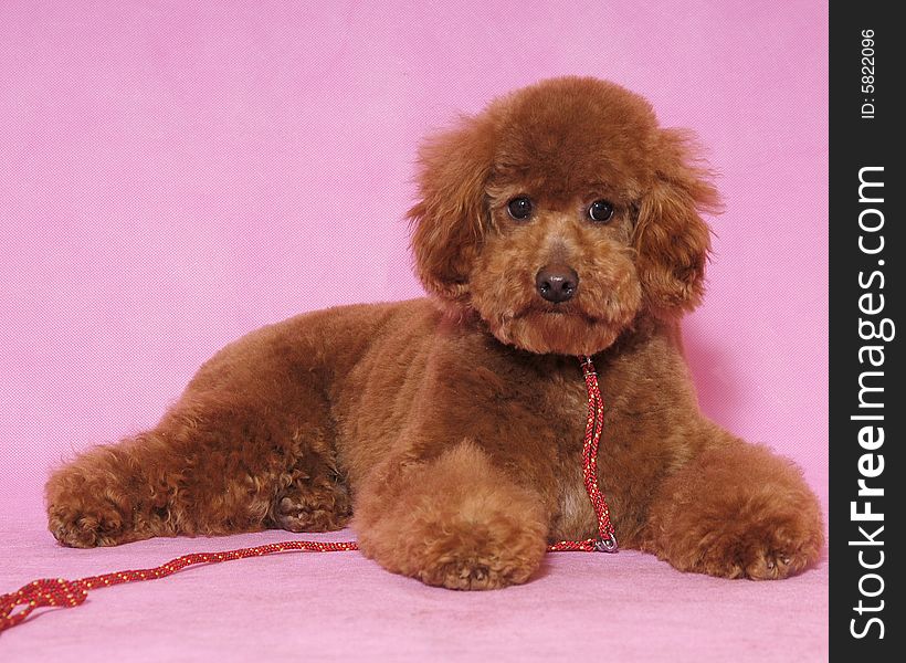 Toy Poodle&teddy Bear