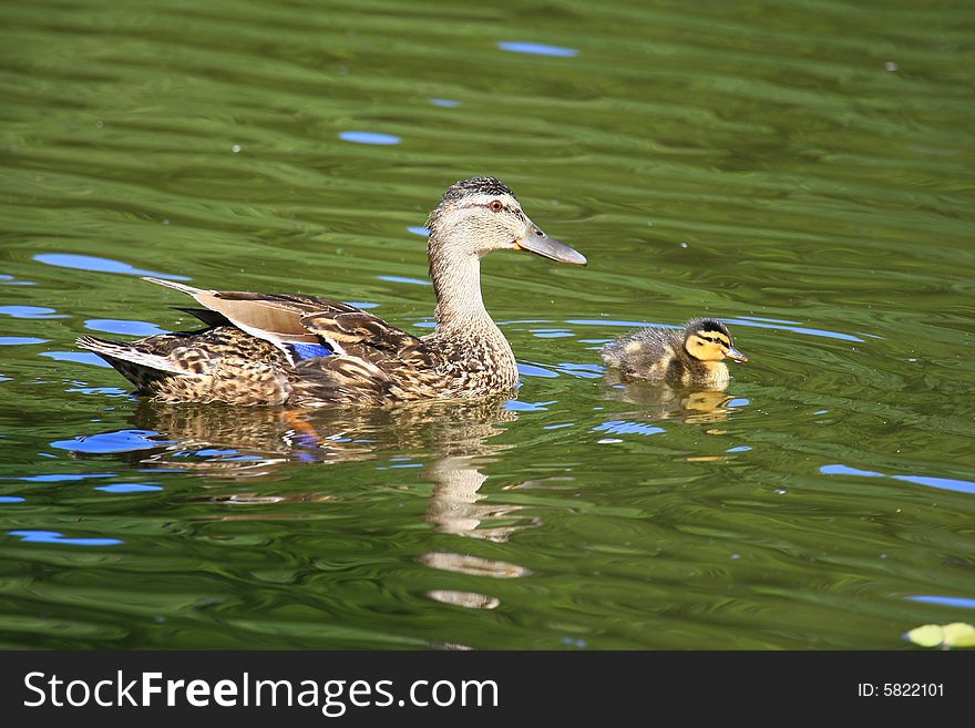 A duck with baby on the sea. A duck with baby on the sea