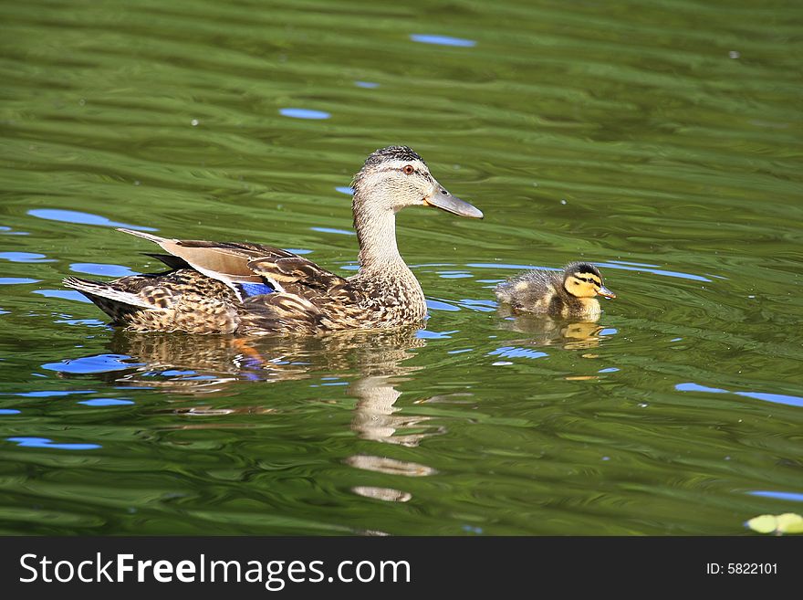 Ducks