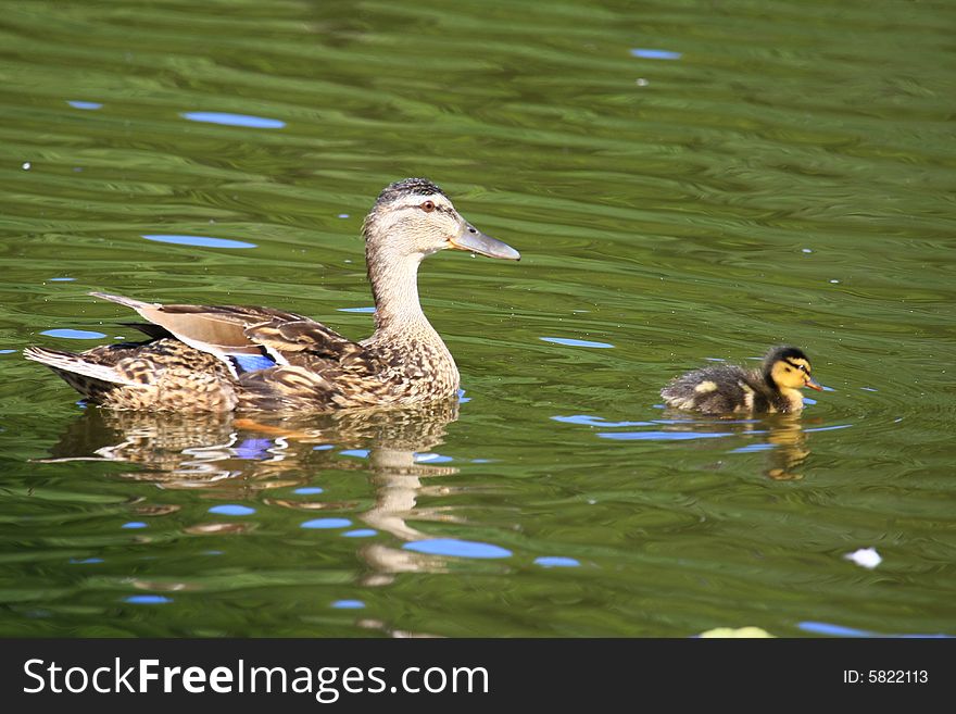 A duck with baby on the sea. A duck with baby on the sea