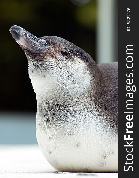 Close up of penguin head. Close up of penguin head