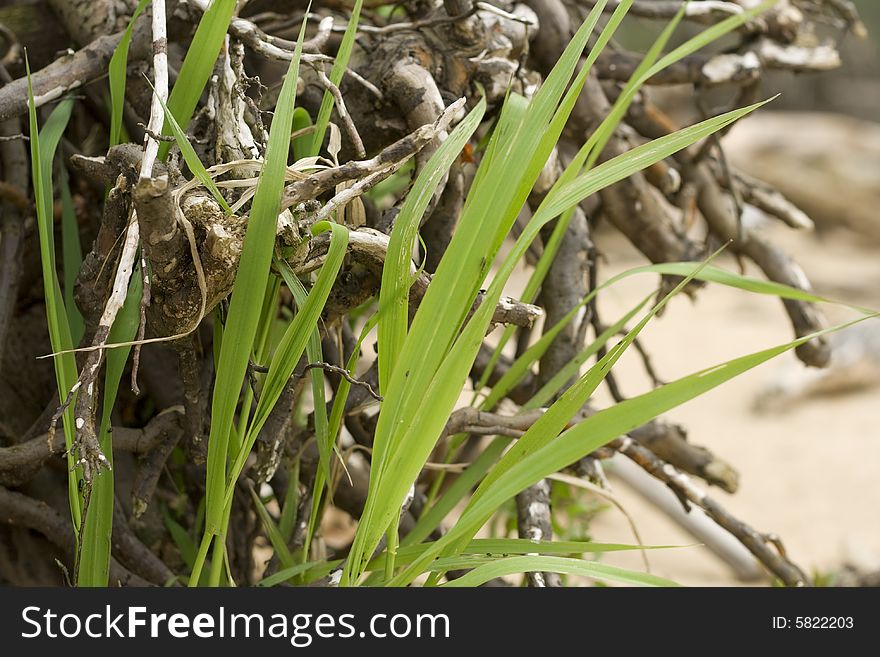 Green grass and tree root