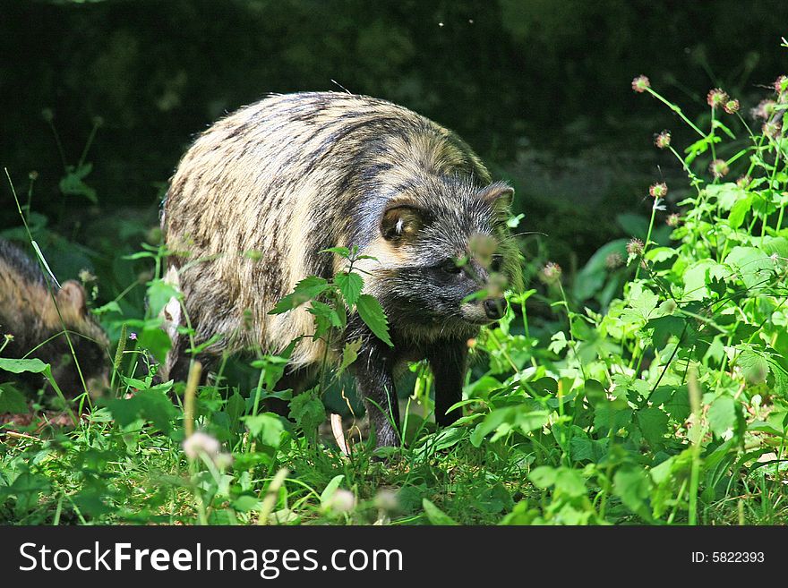 Marderhund coming from osteurope and looking like racoon. Marderhund coming from osteurope and looking like racoon