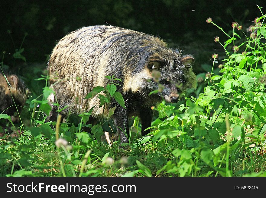 Marderhund coming from osteurope and looking like racoon. Marderhund coming from osteurope and looking like racoon