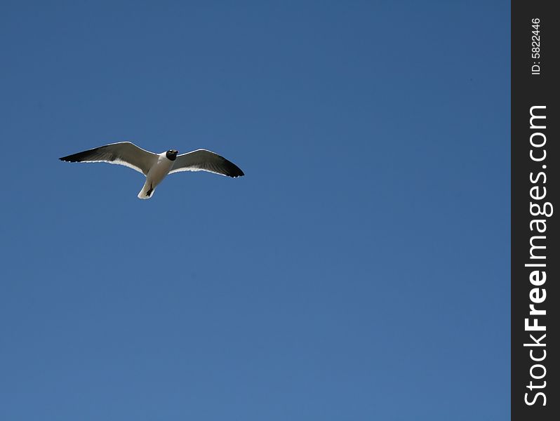 A black and white tern flying overhead under a vibrant blue sky