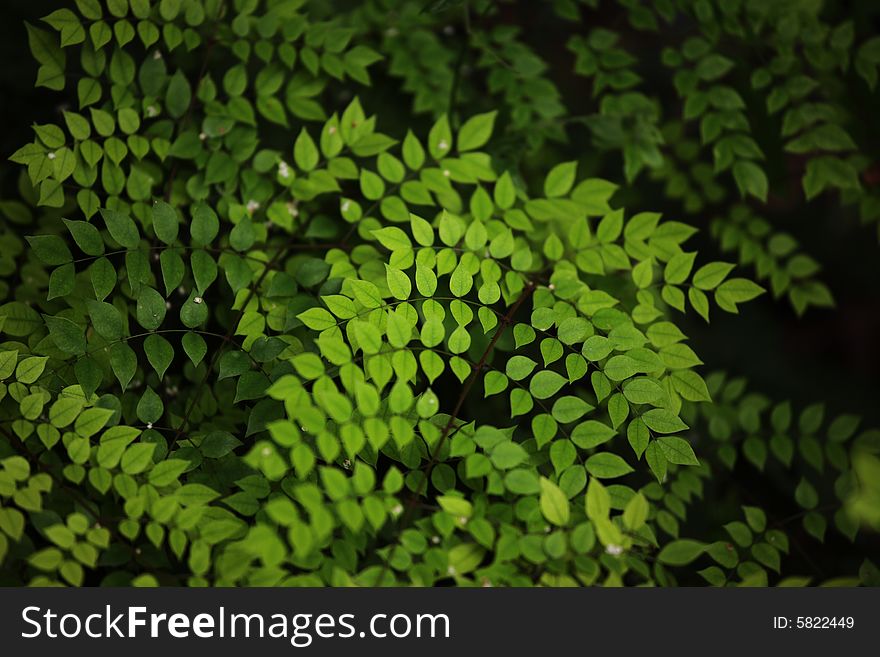 Green leaves in the Shanghai arboretum