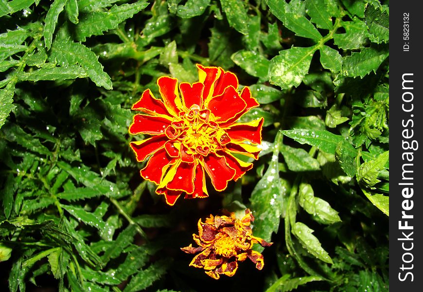 Red flower and leaves of marigold  after a rain. Red flower and leaves of marigold  after a rain.