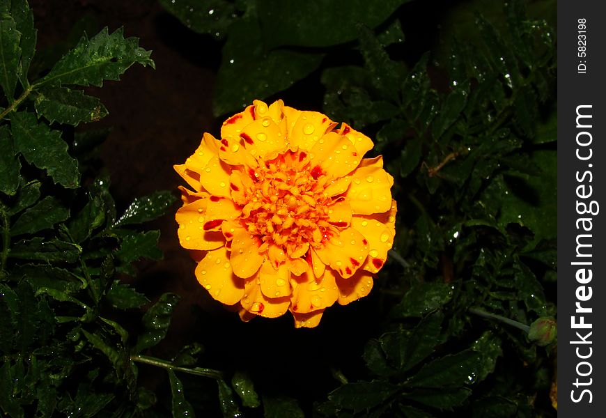 Flower of marigold after a rain on dark background. Flower of marigold after a rain on dark background.