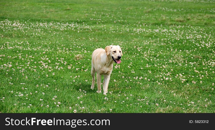 Shot of a cute labrador puppy in a field of clover