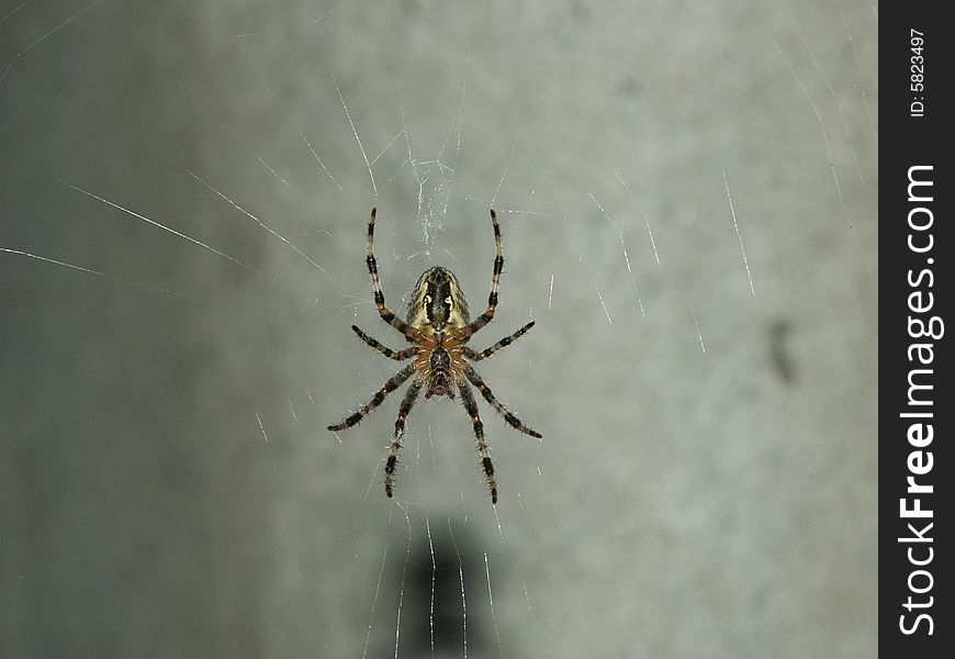 Garden spider awaiting a for food