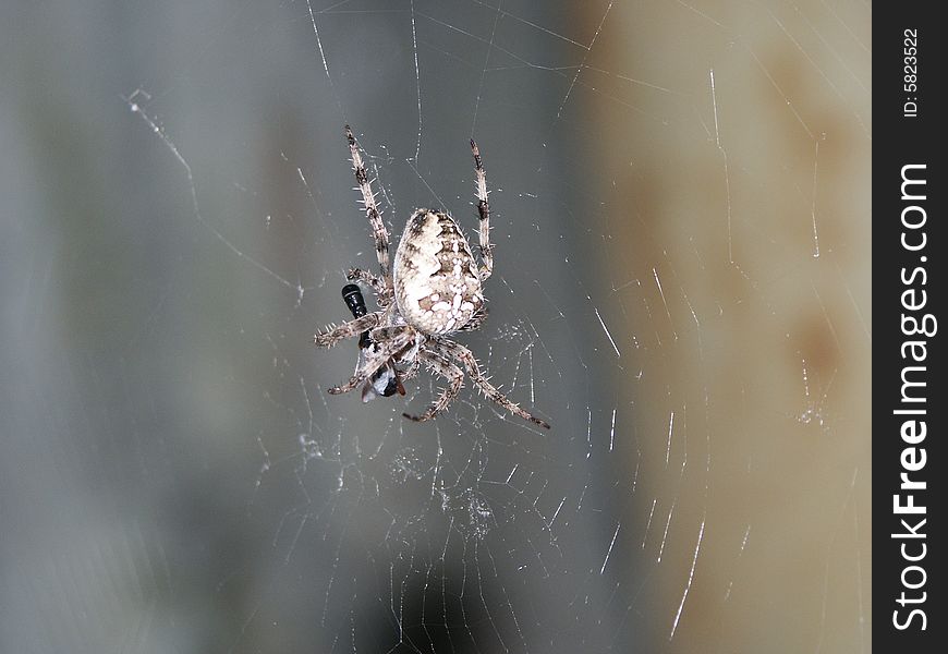 Garden spider is having a meal