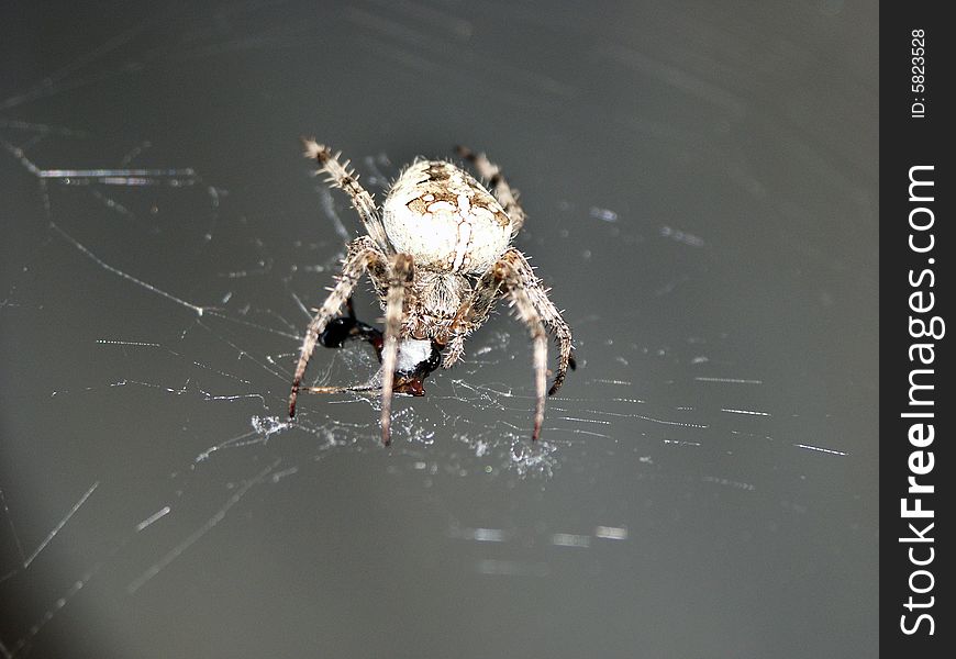 Garden spider is having a meal