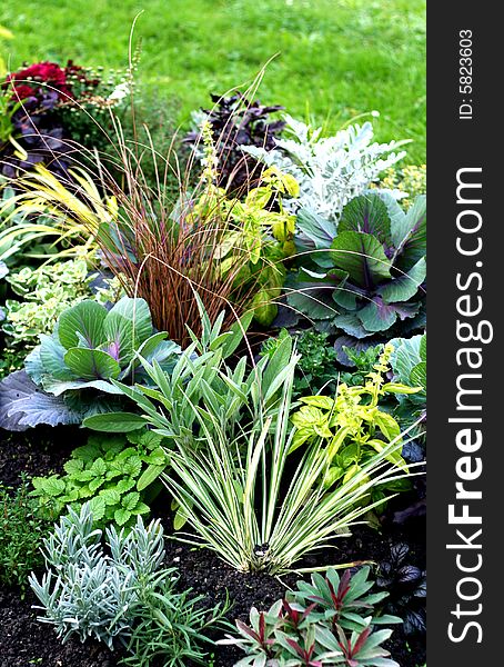 Autumn flower bed with beautiful plants. Autumn flower bed with beautiful plants
