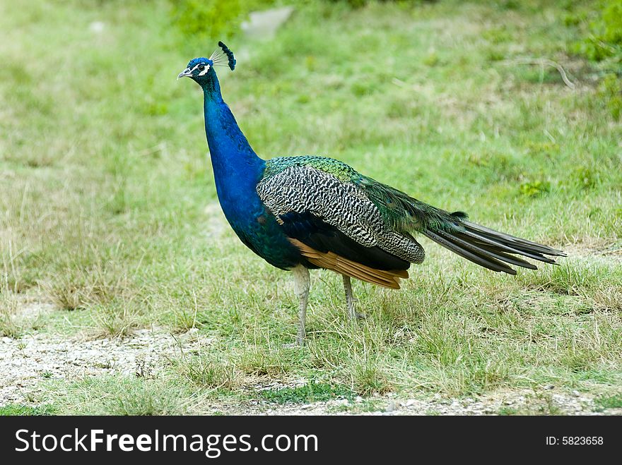 Beautiful peacock walking in garden
