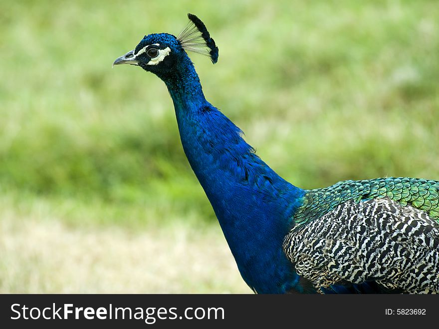 Closeup of a beautiful peacock. Closeup of a beautiful peacock