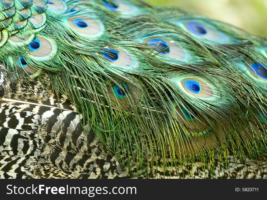 Closeup of beautiful peacock feathers