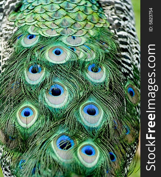 Closeup of beautiful peacock feathers