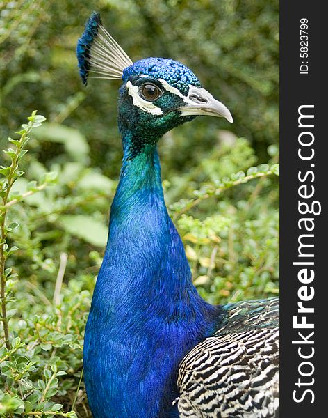 Close up of beautiful peacock. Close up of beautiful peacock