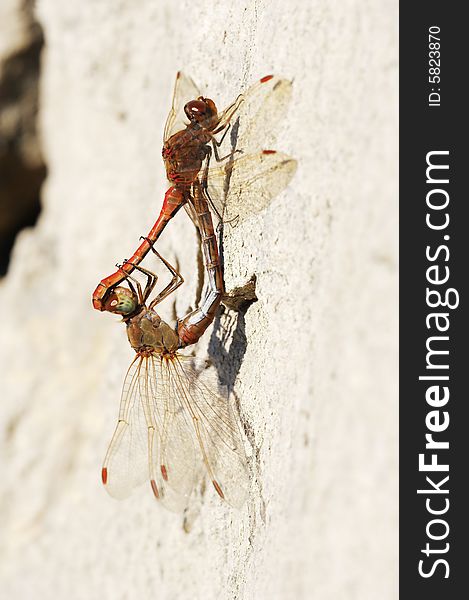 Red dragonflies mating on the stone