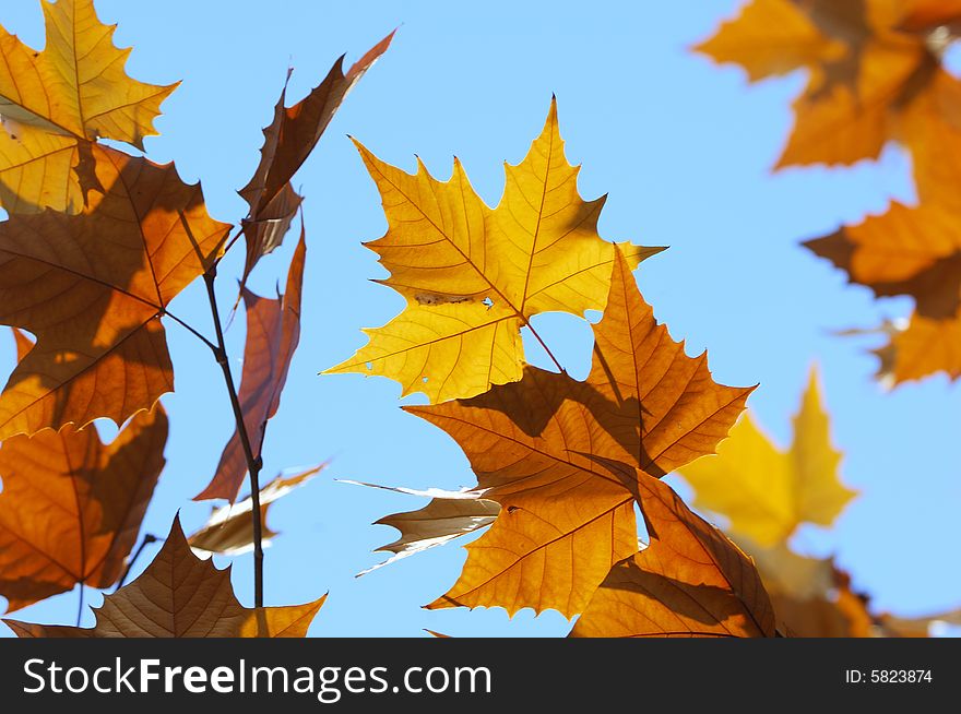 Some yellow phoenix tree leaves in blue sky. Some yellow phoenix tree leaves in blue sky.