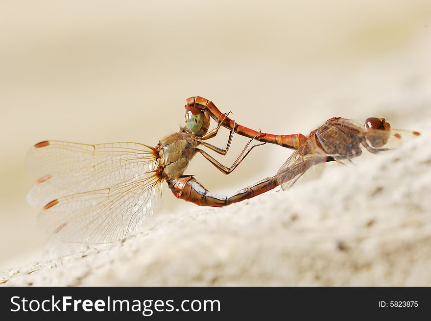 Close-up of profile to red dragonflies mating in light brown background. Close-up of profile to red dragonflies mating in light brown background