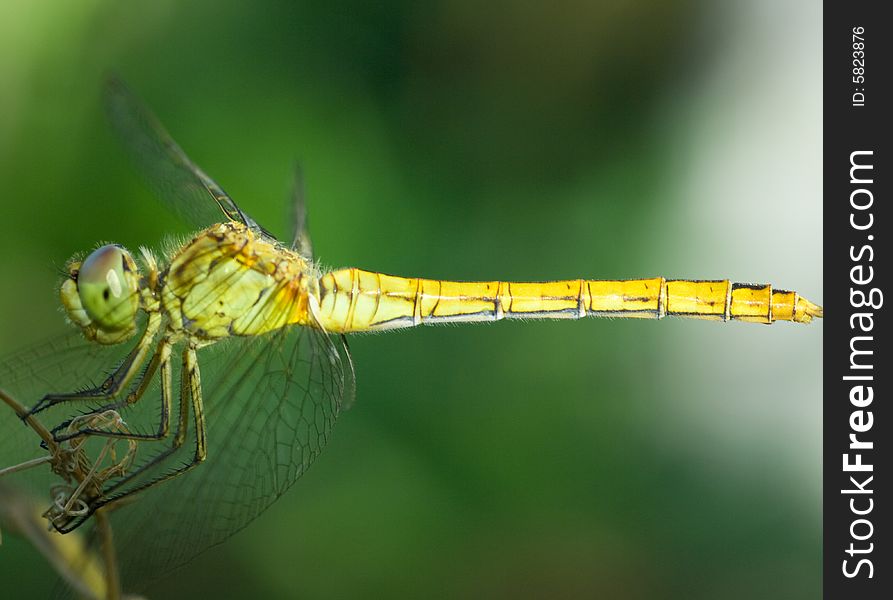 A shot of close-up dragonfly