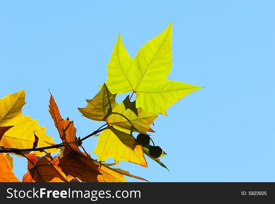 Some phoenix tree leaves in blue sky.