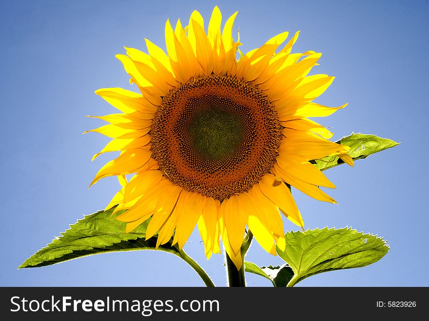 Closeup of sunflower against blue sky