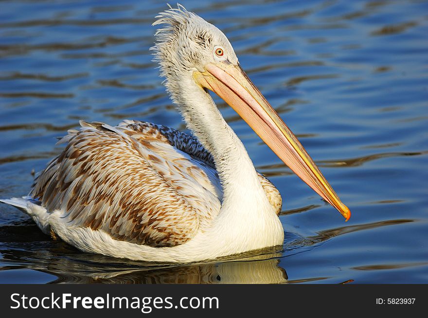 Beautiful pelican swimming on the lake. Beautiful pelican swimming on the lake.